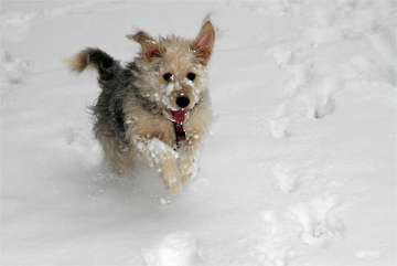Ghini der Schneehund