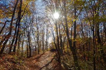 Goldener Herbst