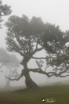 Im Zauberwald Im Zauberwald