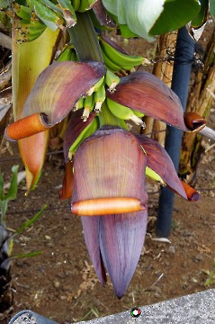 Banannenblüte