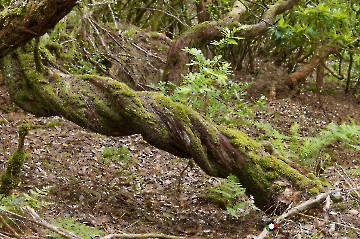Am Weg zum Risco Wasserfall und den 25 Quellen Am Weg zum Risco Wasserfall und den 25 Quellen