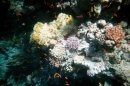 Die Unterwasserwelt im Roten Meer