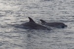 Delfine vor Vrsar