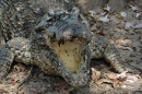 Guama - Cienaga - Krokodilfarm