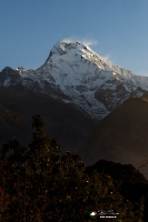 nepal-banthati-ghorepani-003