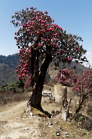 nepal-banthati-ghorepani-023