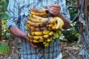 Leckere Bananen